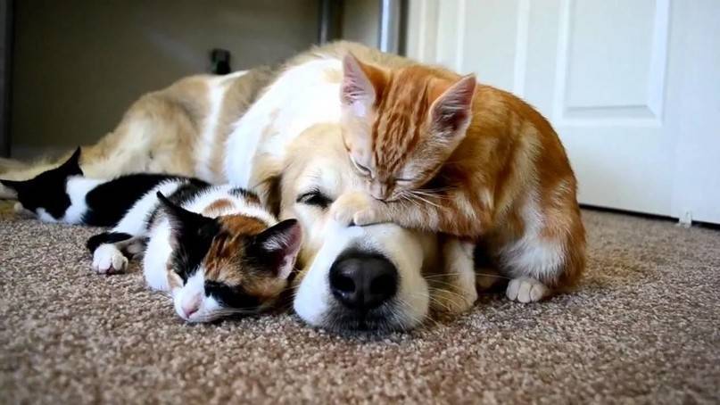 Как подружить двух кошек или котов в одной квартире: особенности сосуществования взрослых животных и котят разного или одинакового пола