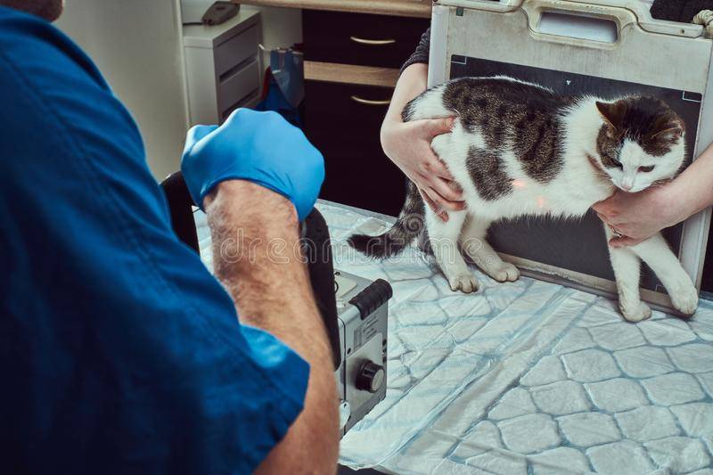 Рентген кошке в ветклинике и на дому