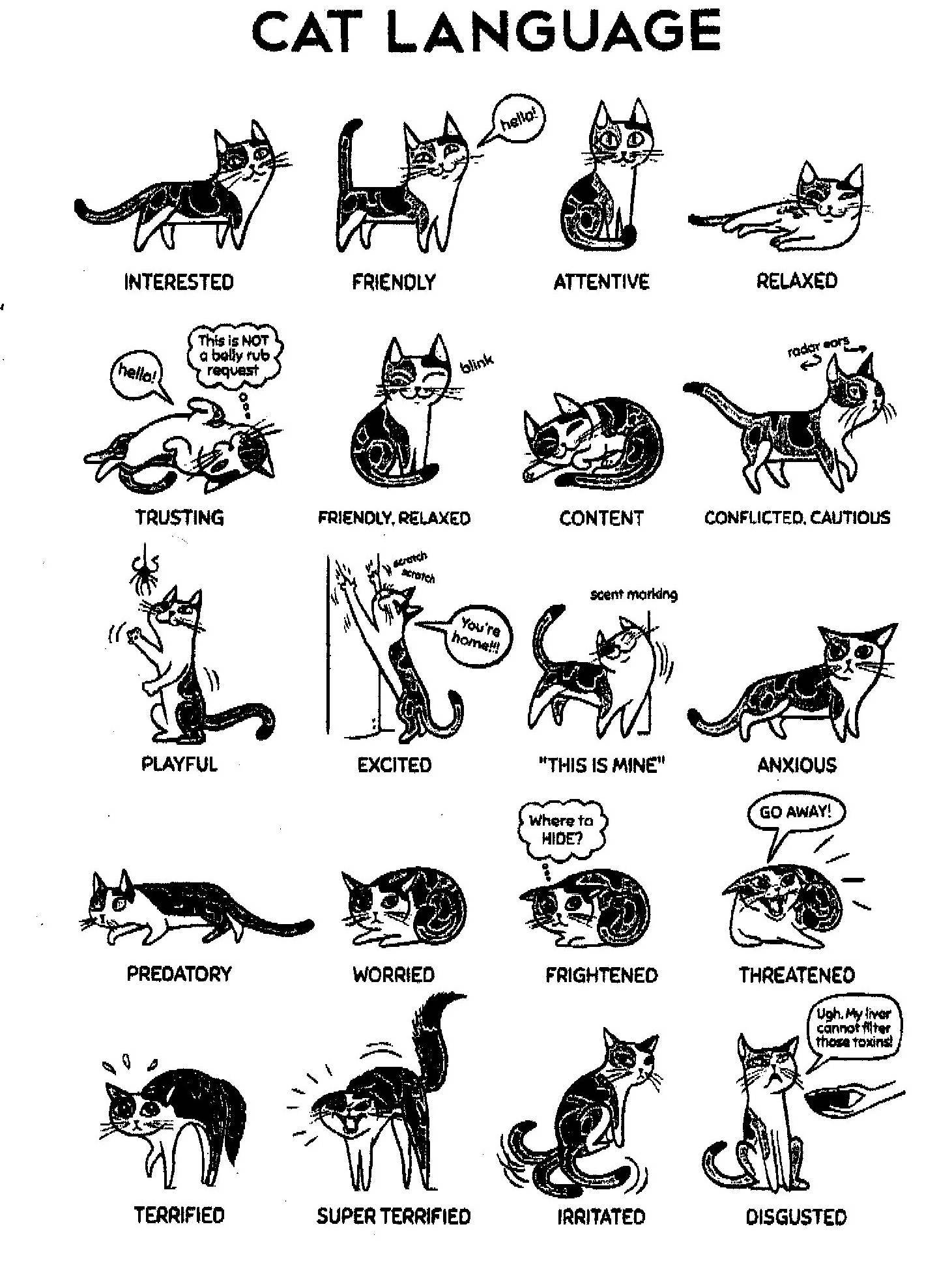 Понимают ли кошки человеческую речь