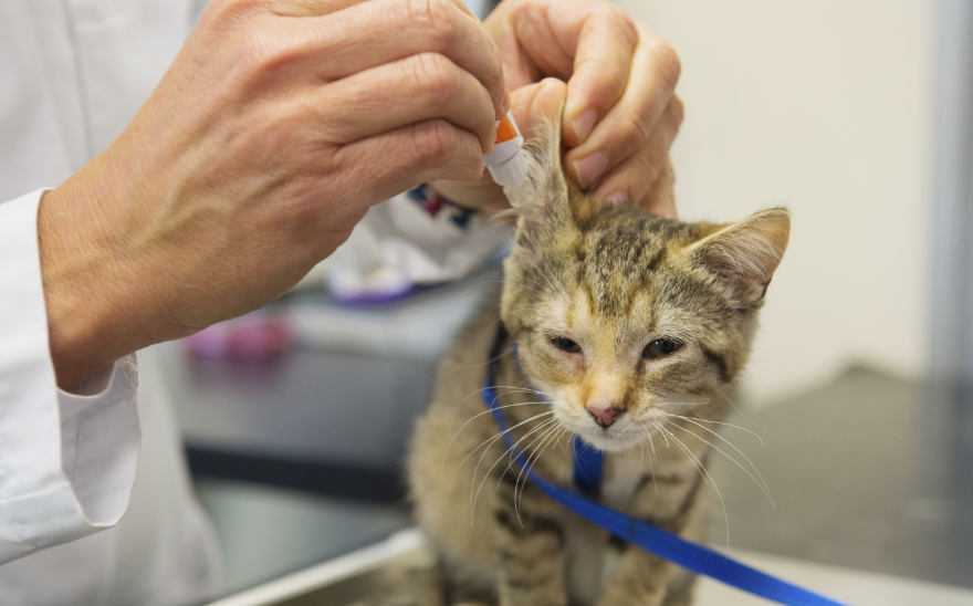 Ушной клещ у кошек: симптомы, лечение, профилактика отодектоза