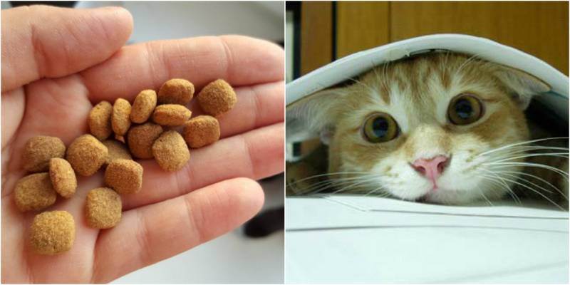 Как кормить котёнка сухим кормом
