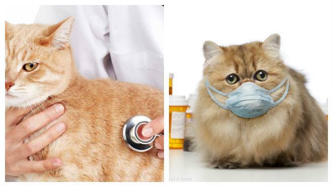 Простуда у кошек - лечение в домашних условиях
простуда у кошек - лечение в домашних условиях