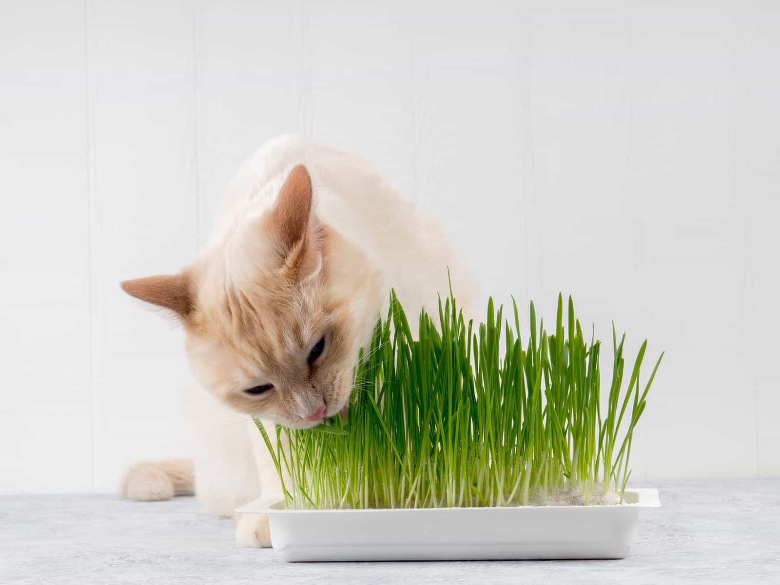 10 запахов, которые привлекают кошек: запахи, которые им нравятся (а некоторые они не любят) — сайт эксперта по животным — howmeow