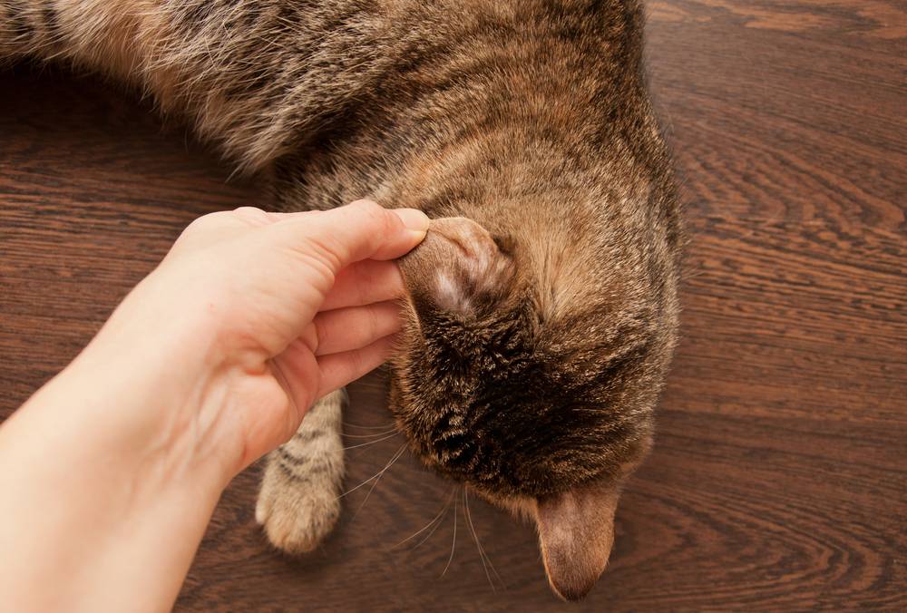Грибок у кошек — диагностика и профилактика заболевания, фото основных симптомов болезни