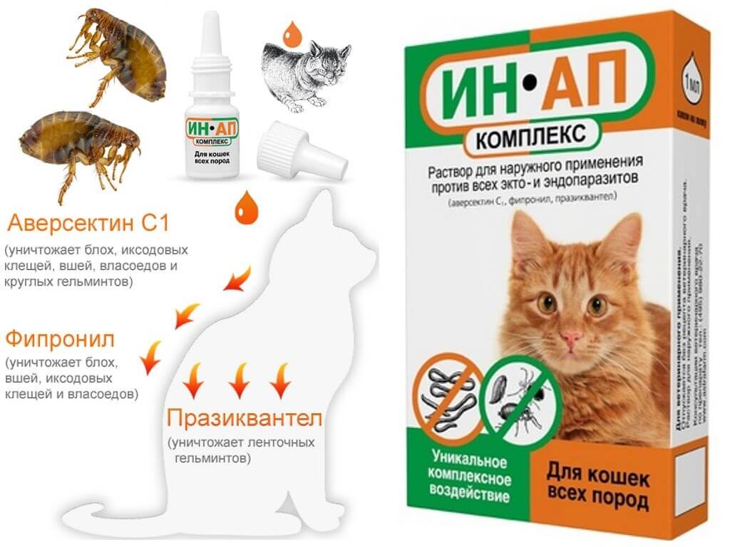 Глисты у кошки: традиционные и народные способы лечения