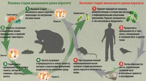 Токсоплазмоз — как передается токсоплазмоз, пути передачи и методы лечения - proinfekcii.ru