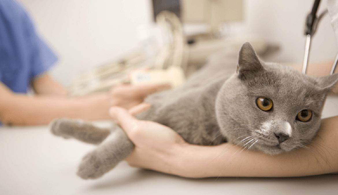 Острый панкреатит у кота симптомы лечение
