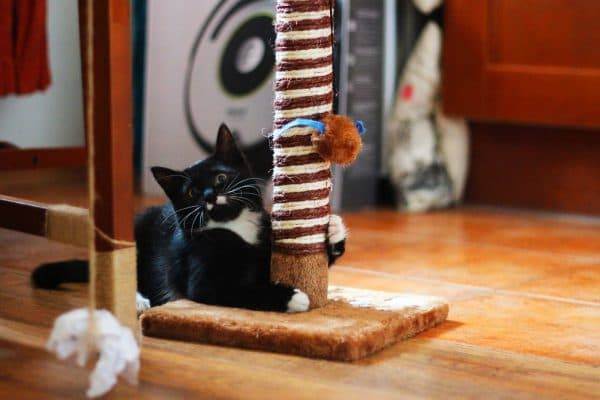 Как приучить кота к когтеточке