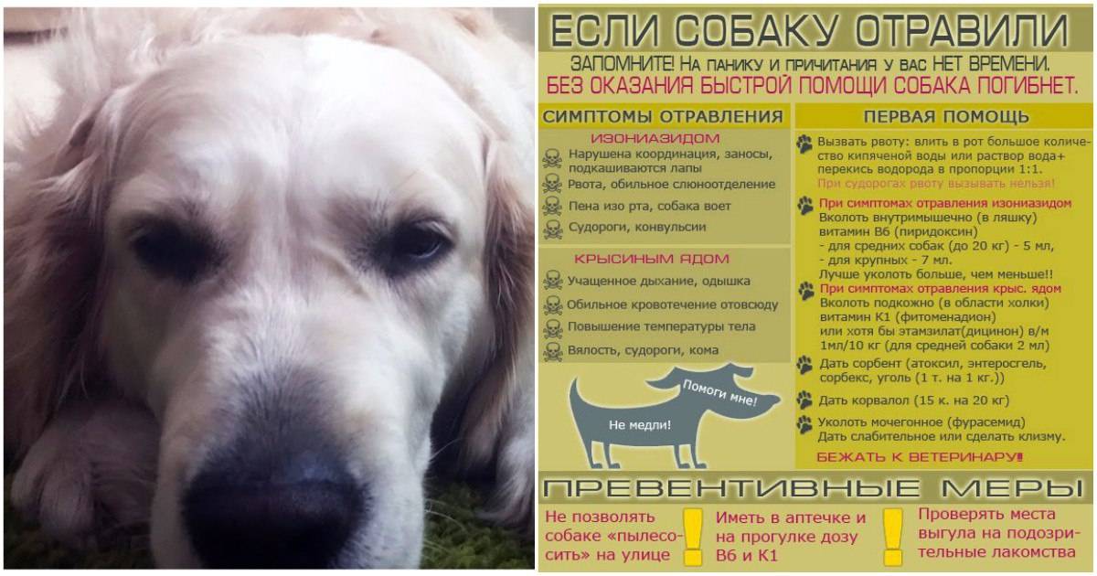 Опасность бытовой химии для собаки