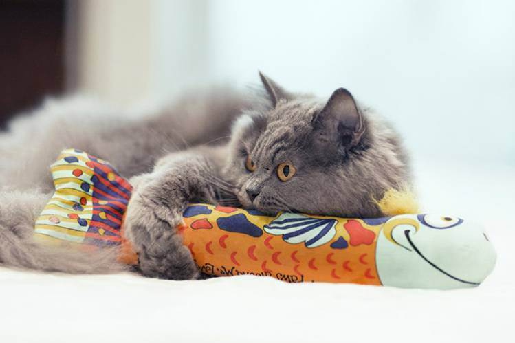 Игрушки для кошки, кота, котенка: что купить, как сделать самостоятельно