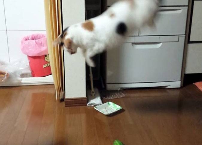 Почему кошки боятся огурцов