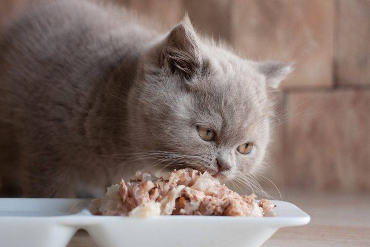 Какие крупы разрешается давать кошкам вместе с мясом или рыбой, можно ли кормить котенка манной кашей?