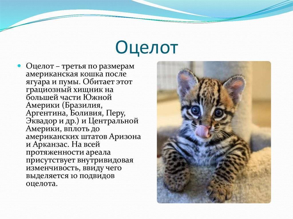 ᐉ китайский кот порода – горные кошки - zoo-mamontenok.ru