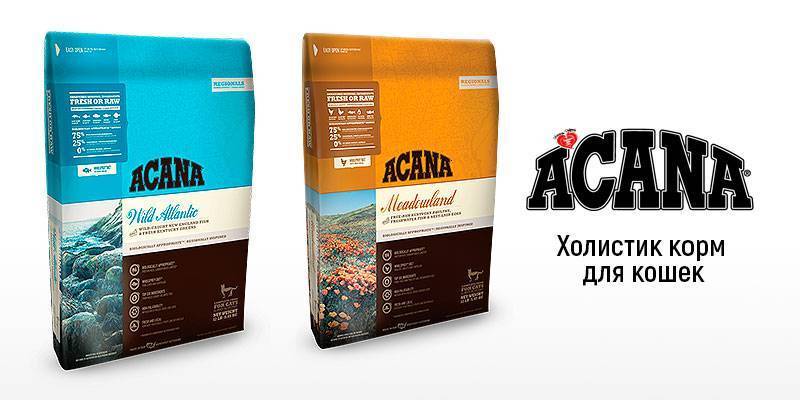 Каким сухим кормом лучше кормить кошку: плюсы и минусы | звери дома