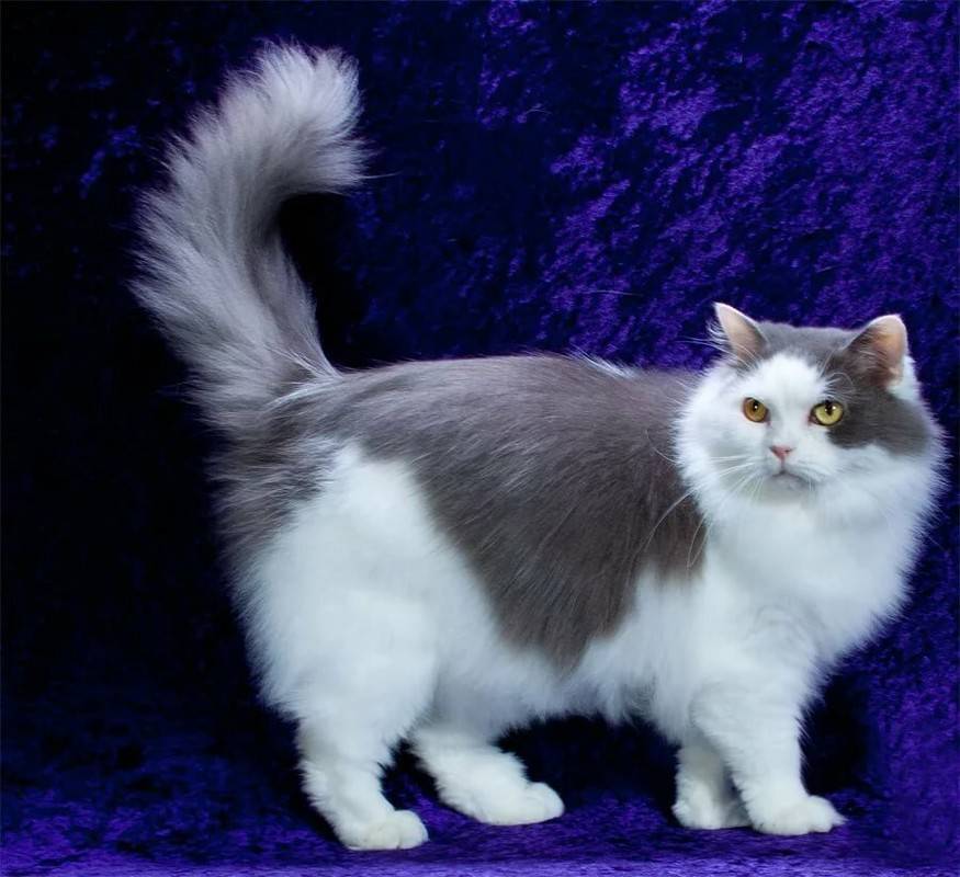 Порода кошек рагамаффин: что это такое, описание и характеристика, темперамент