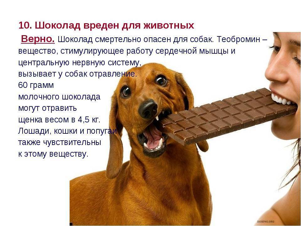 Почему шоколад смертельно опасен для собак
