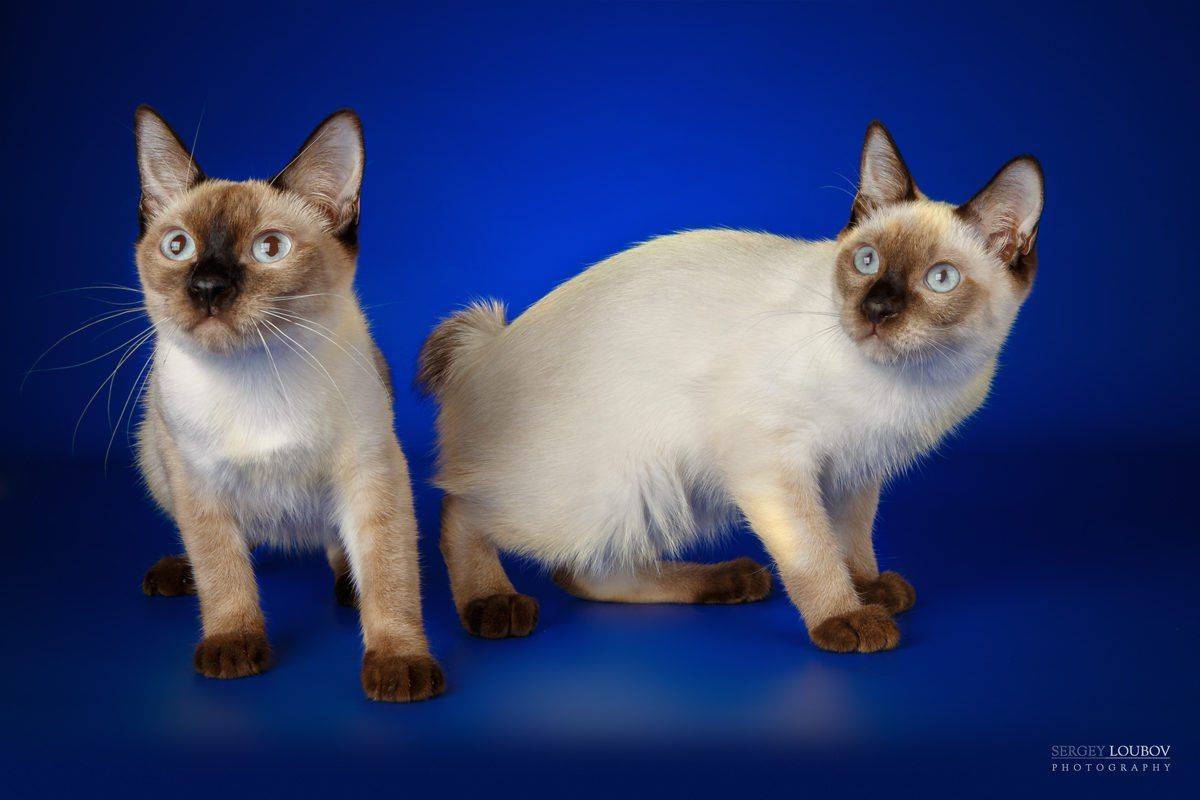 Скиф-той-боб (карликовый бобтейл): описание породы кошек с фото