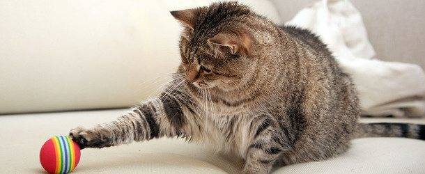 Запор у кошки или кота: симптомы и лечение в домашних условиях
