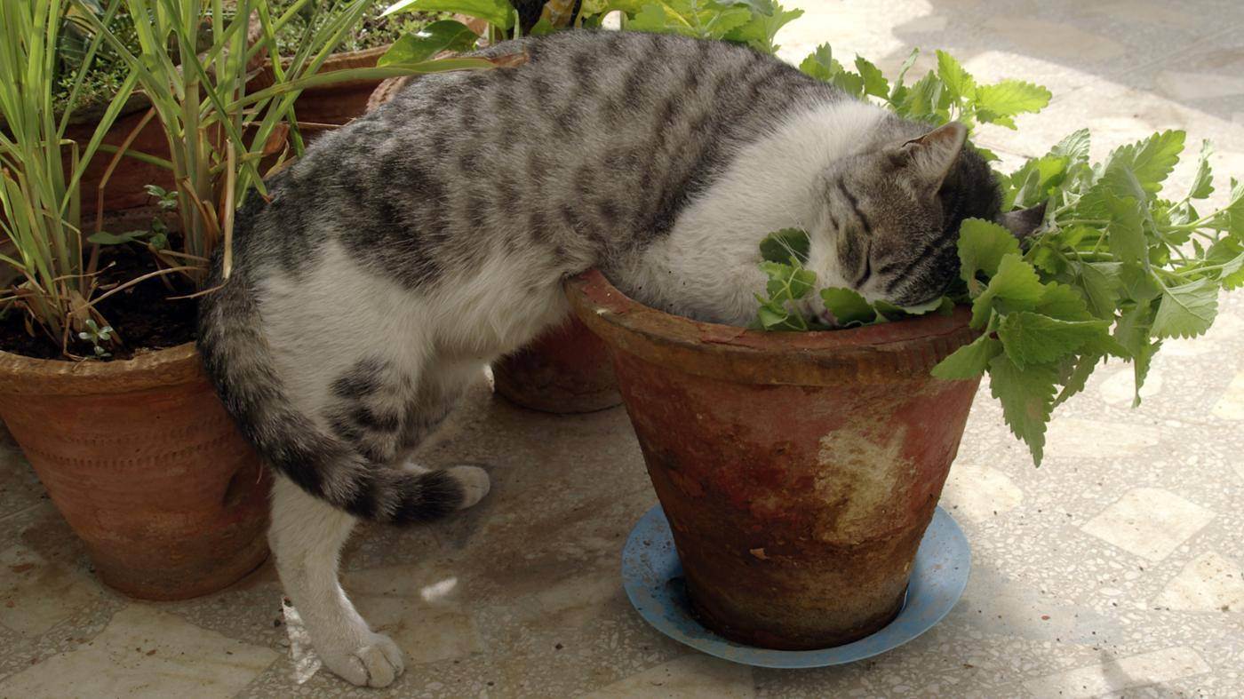 Кот или кошка ест землю — почему и что делать? | zdavnews.ru