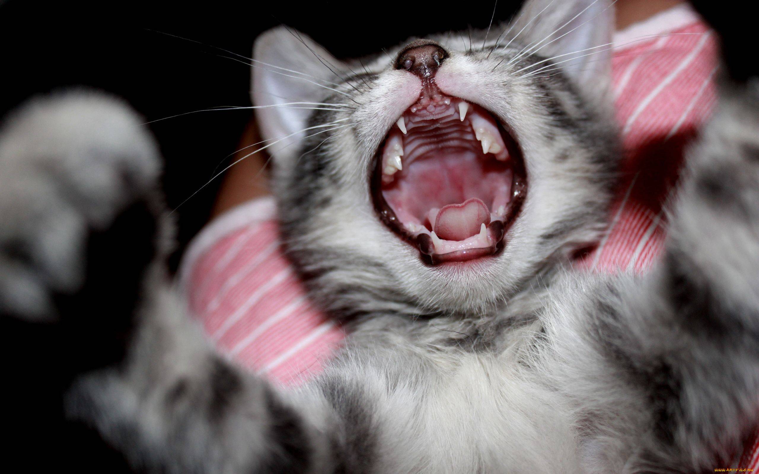 Что делать, если кошка дышит с открытым ртом?