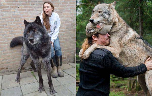 Волкособ – можно ли держать такую собаку дома, особенности характера и дрессировки
