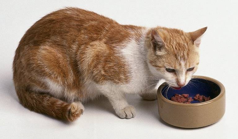 Чем нельзя кормить кошек, что нельзя давать кошке
