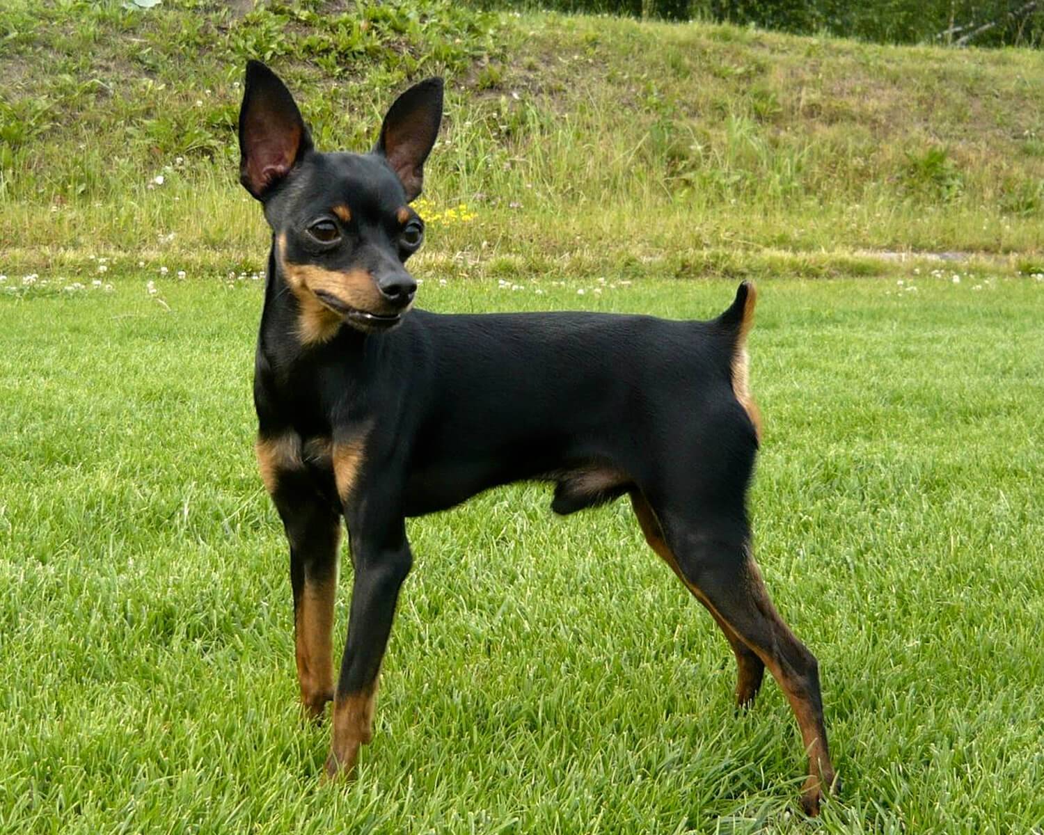 Пражский крысарик или ратлик - описание породы, правила ухода и содержания + фото и отзывы владельцев