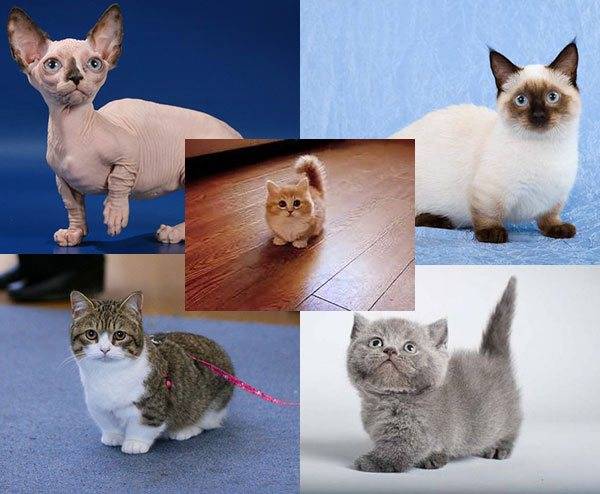 Самые маленькие породы кошек – список, описание, фото и видео  - «как и почему»