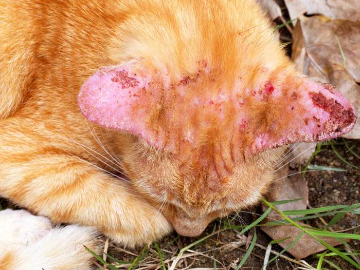 Распространенные инфекционные болезни у кошек