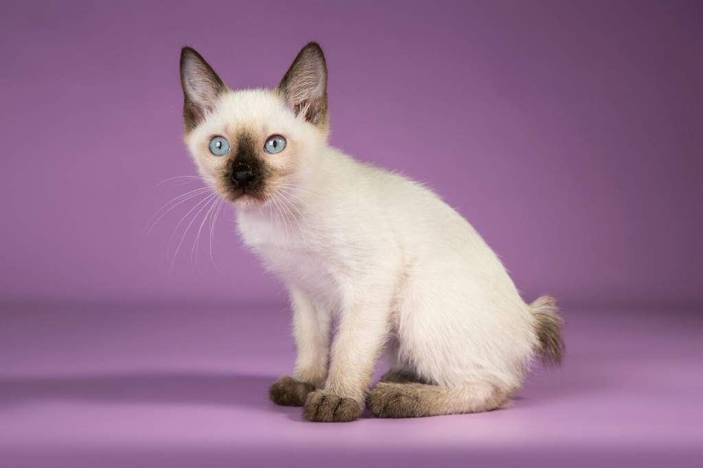 Кошка той-боб: описание породы и особенности характера