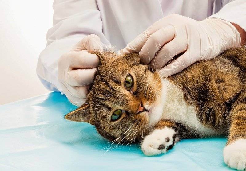 Почему кошка тряст головой и чешет уши но уши чистые лечение