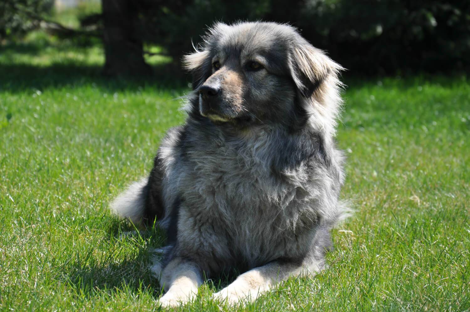 Богемская овчарка: описание породы ходской собаки, уход