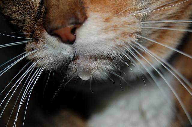 У кота открыт рот течет слюна. у кошки текут слюни: причины, симптомы, лечение, профилактика