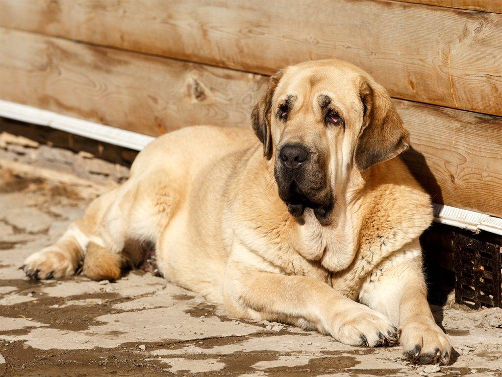 Собаки: тибетский мастиф - характеристика, фото, описание породы, содержание и уход.