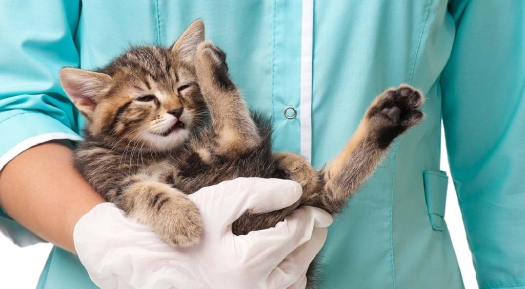 Мастопатия у кошек: лечение в домашних условиях, описание возможных последствий