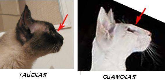 Отличия сиамских и тайских кошек