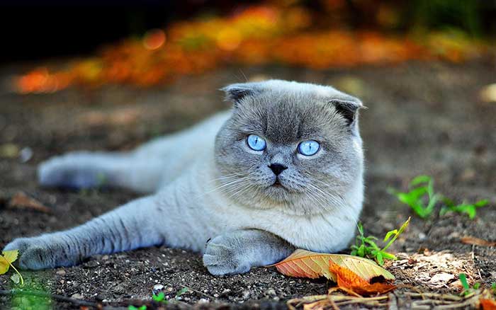 Вислоухими бывают только шотландцы или и британцы, чем британские кошки отличаются от шотландских: сравнение пород, фото