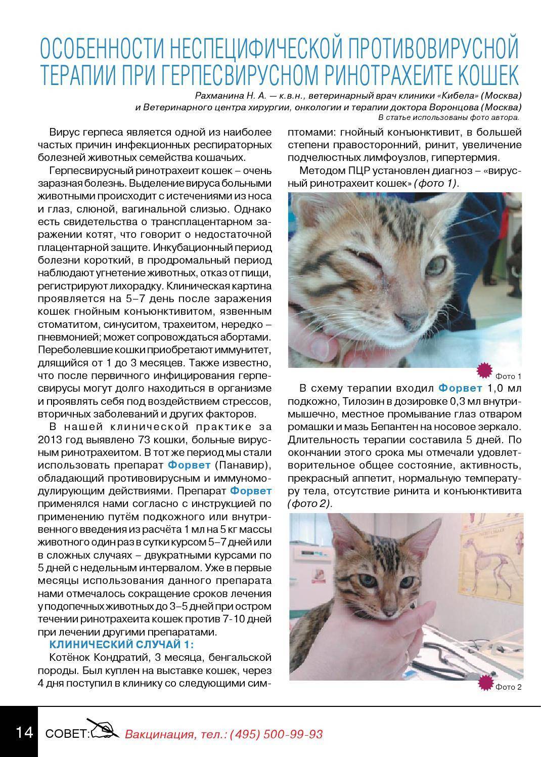 Ринотрахеит у кошек: симптомы вирусного заболевания, способы лечения котов