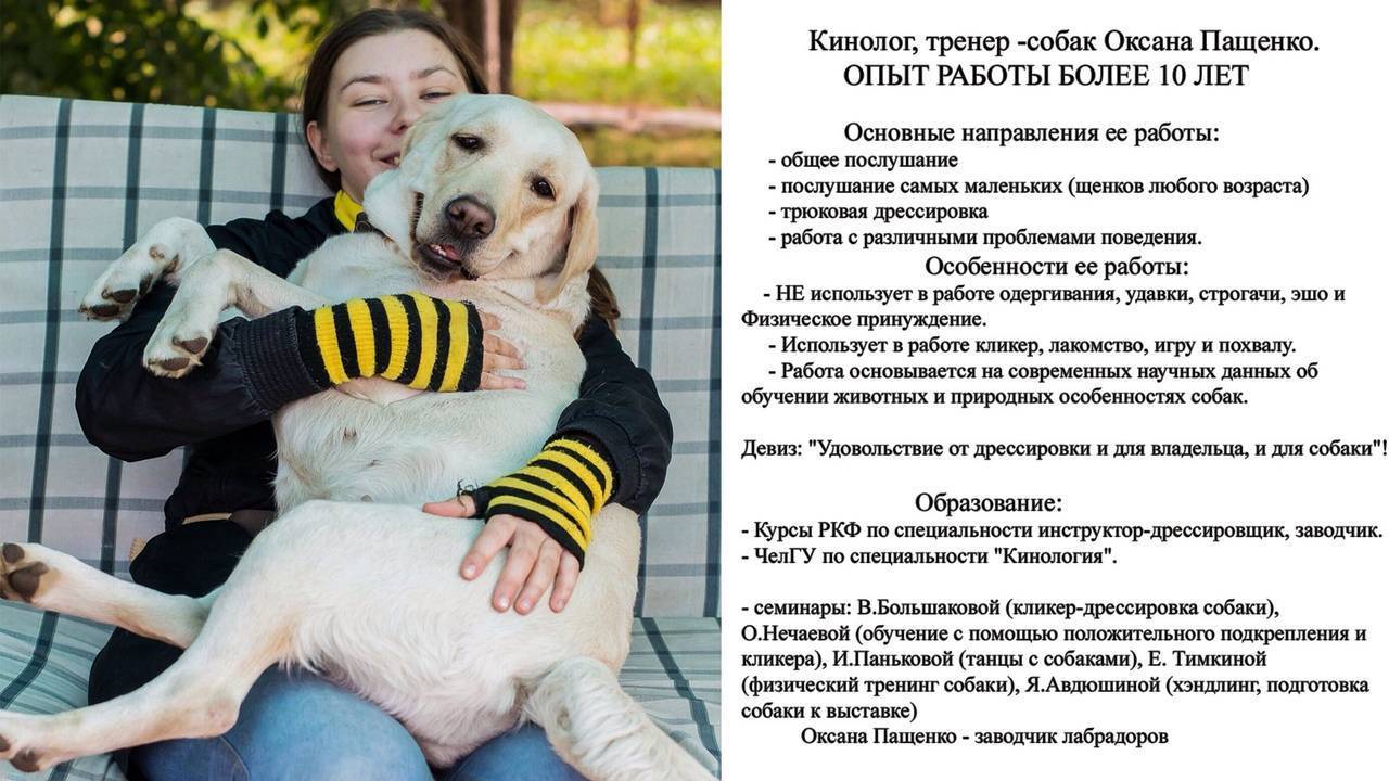Общий курс дрессировки (окд): что входит, правила испытаний