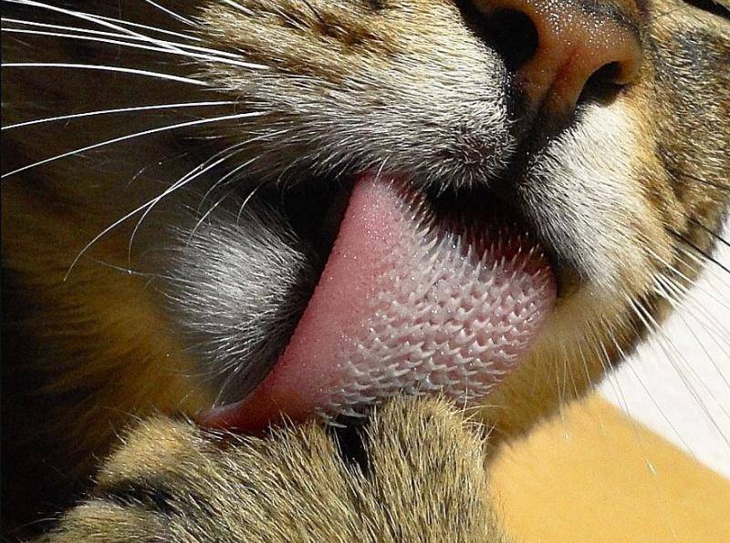 Основные причины почему кошки высовывают язык