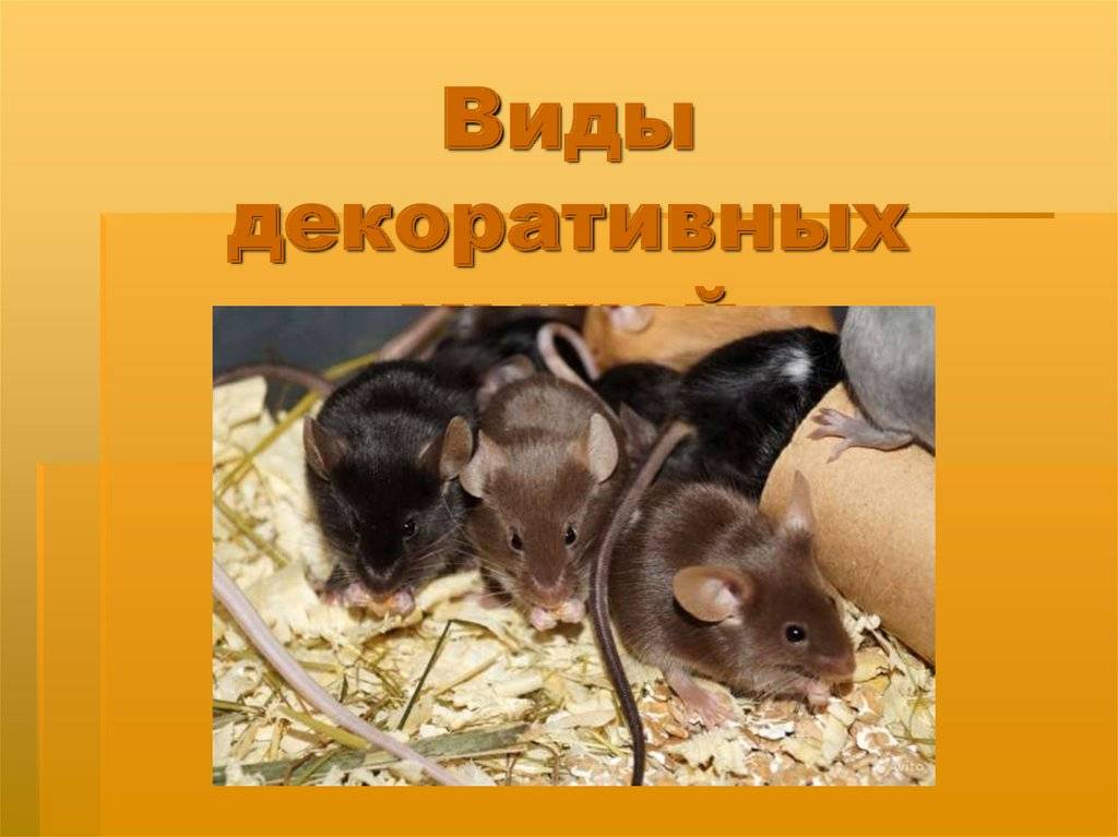 3 виды мышей. мыши