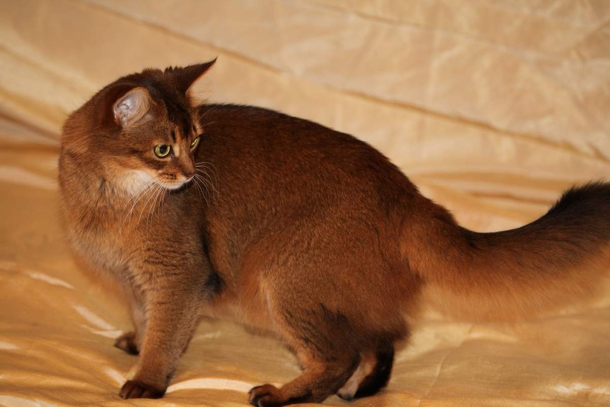 Сомалийская кошка — цена, описание породы, нюансы и секреты ухода за кошкой (100 фото)