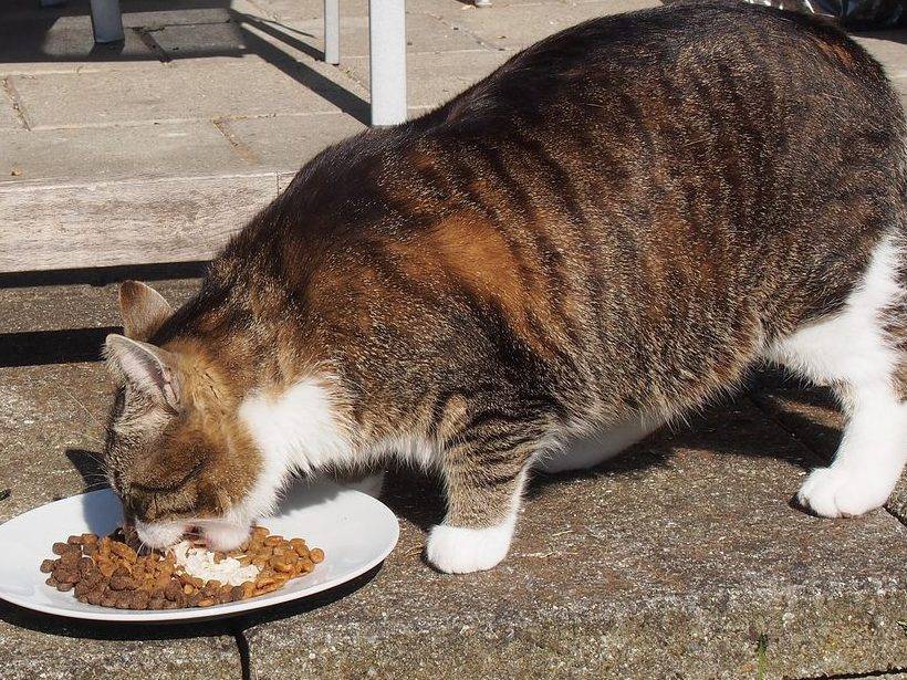 Как кормить кота чтобы он был толстым. почему кот худой и не толстеет - новая медицина