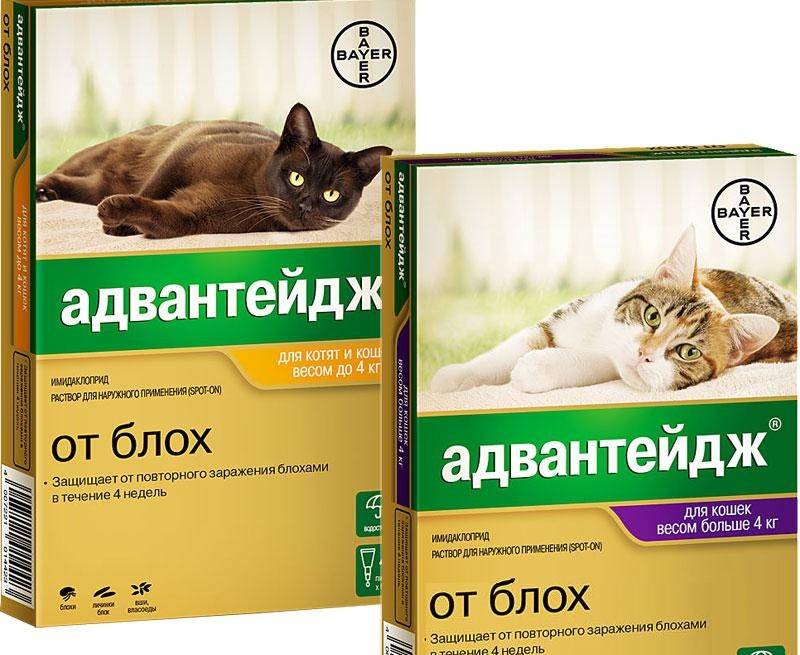 Таблетки от блох для кошек - применение и действие
