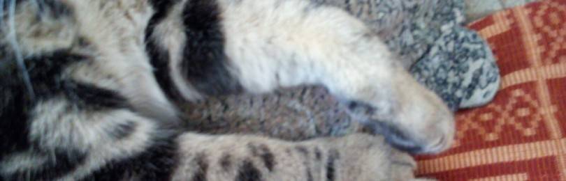 Кот мнет лапами одеяло и возбуждается. почему кошка мнет лапами человека