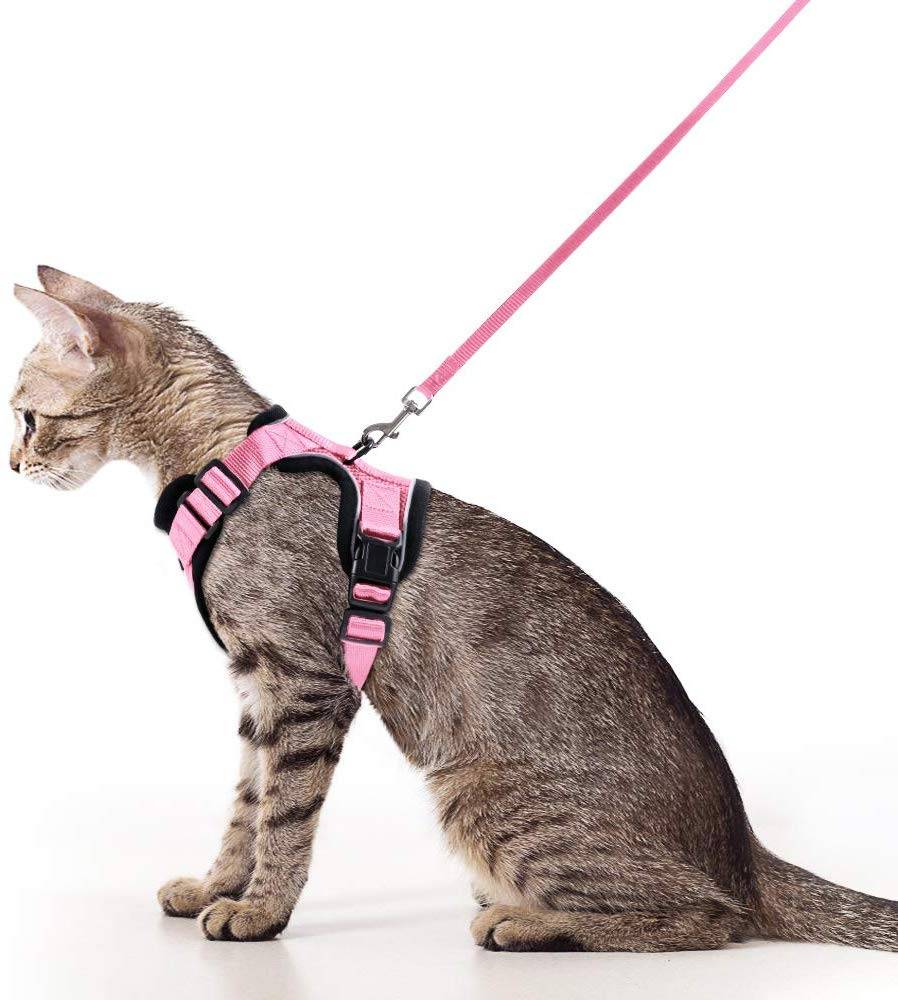 Как надеть шлейку на кошку: пошаговая инструкция с фото, как одевать ошейник и поводок на кота для прогулки, полезные видео