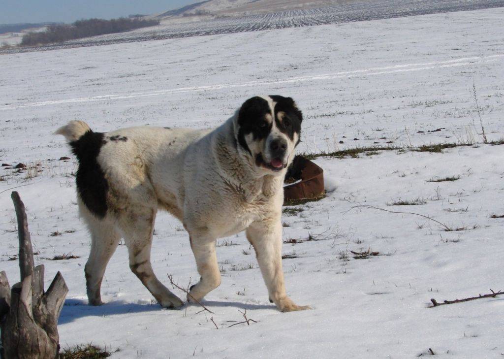 ᐉ бульдозер — самый большой пёс и рекордсмен породы алабай - zoovet24.ru