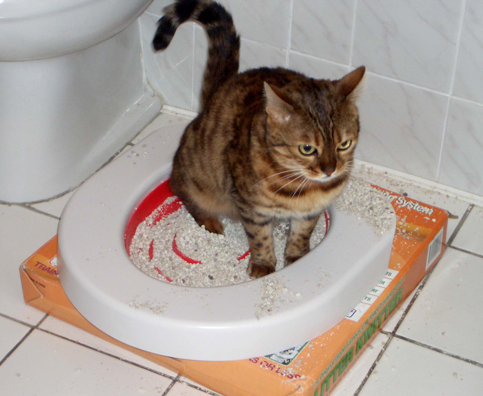 Почему котенок мяукает когда ходит в туалет? | zdavnews.ru