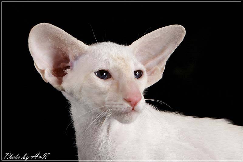Породы кошек с большими ушами и вытянутой мордой
