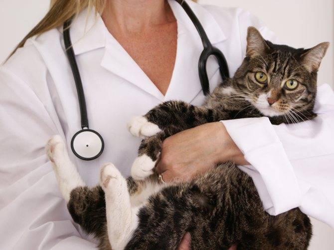 Мастопатия у кошек и котов: симптомы и лечение